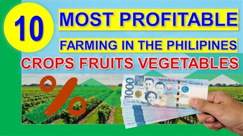 10 Most Profitable Root Crops to Grow in the Philippines.